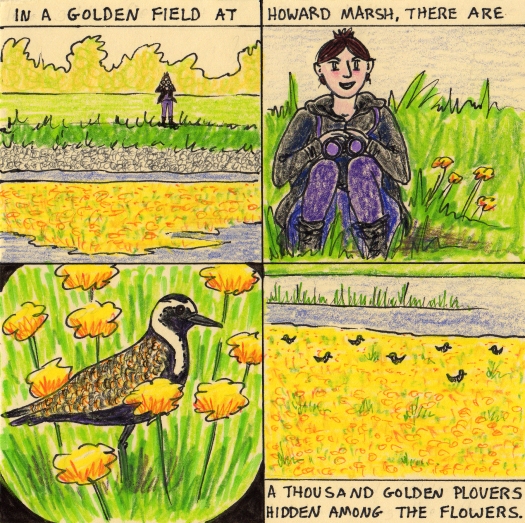 golden plover